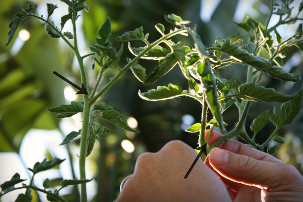 PMD tomato pruning (arrows)
