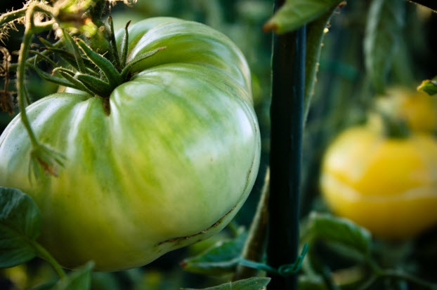 PMD heirloom tomato