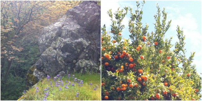 April Nature Collage