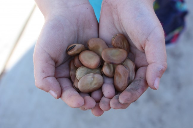 fava seeds